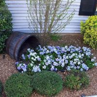A flower bed from an old barrel in front of the basement of a house