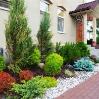 Mixborder with conifers in front of the windows of the house