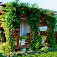 Zelenjenje terase s biljkama za penjanje