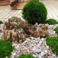 Spherical thuja in a gravel bed