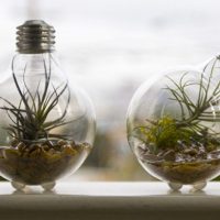 Indoor plants in an old light bulb