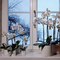 Appui de fenêtre dans une maison privée avec des plantes d'intérieur