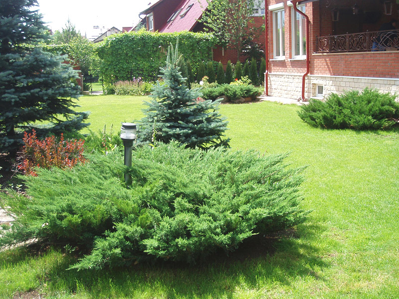 Cossack juniper bush in front of a private house