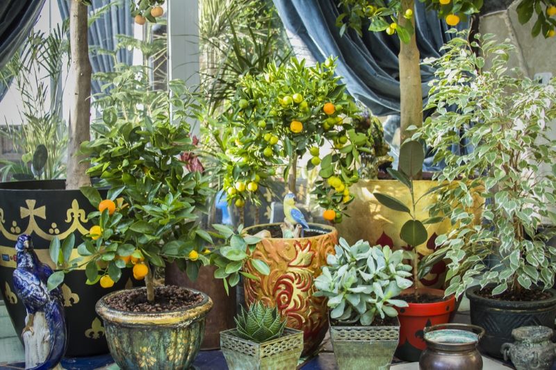 Indoor lemons and other plants in the conservatory on the balcony