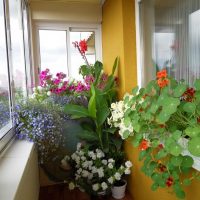 Indoor flowers on the balcony of a five-story building