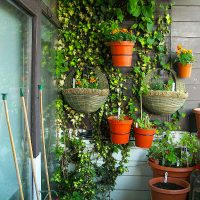 Climbing potted plants on wooden wall