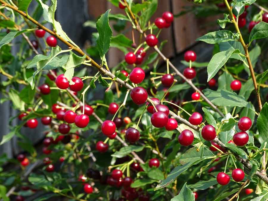 Ripe berries of garden cherry