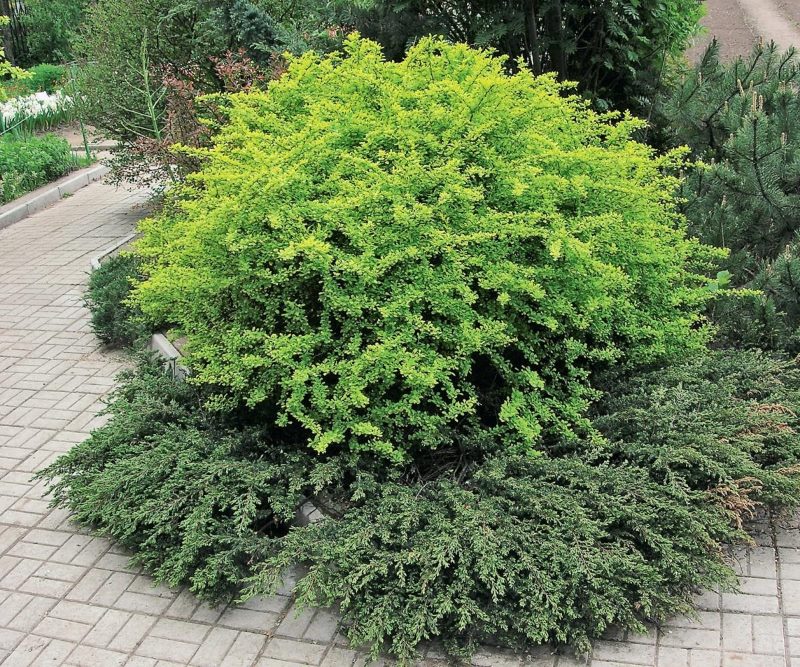 The combination of deciduous shrubs with stunted conifers in the landscape