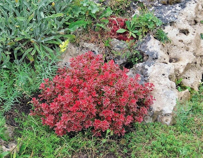 A small bush of barberry with burgundy leaves