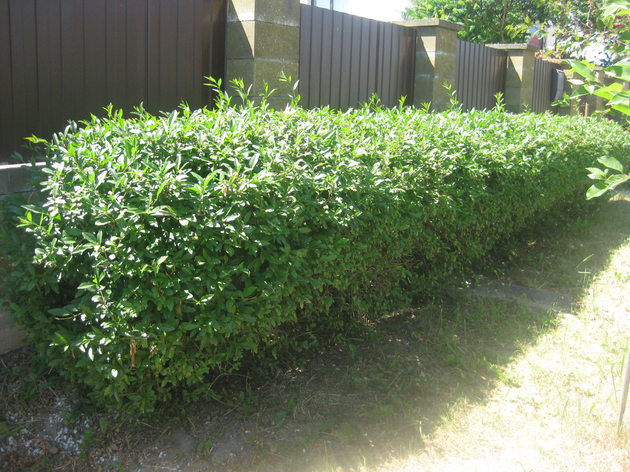 A small hedge along the fence from a profiled sheet