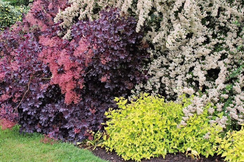 The combination of shrubs in landscaping