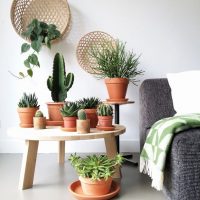 Collection of cacti in a room interior