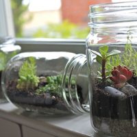 Do-it-yourself Florarium in a glass jar