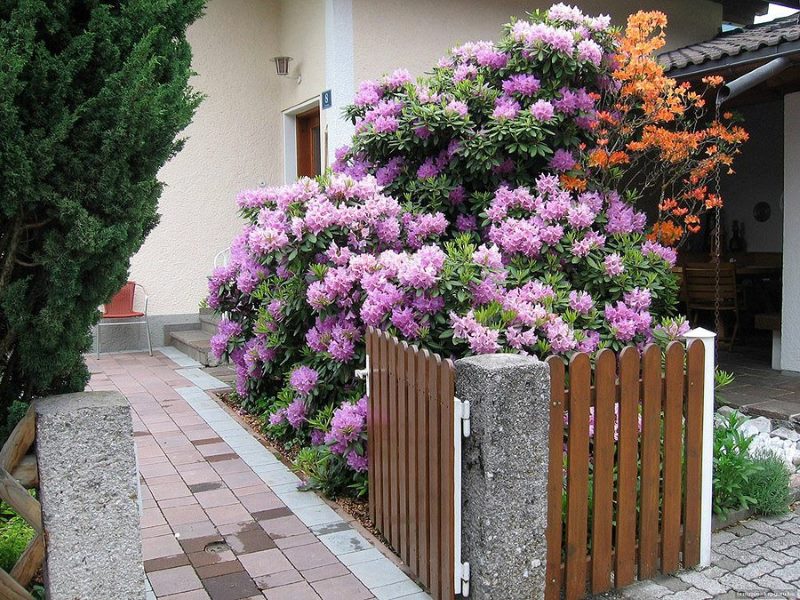 Rhododendrons en fleurs dans le jardin de devant d'une maison de campagne