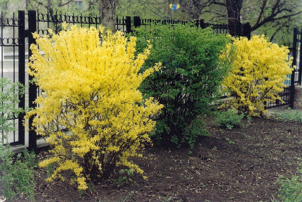 Yellow Forsythia bushes near the fence of a summer cottage