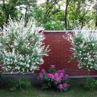 Tamponner des buissons contre une clôture de brique