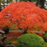 Veliki grm japanskog javora sa svijetlom krošnjom crveno-narančaste boje