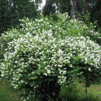 Lush bush with white flowers