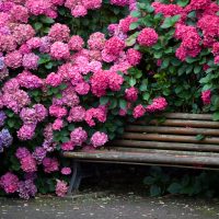 Wooden bench among flowering hydrangeas