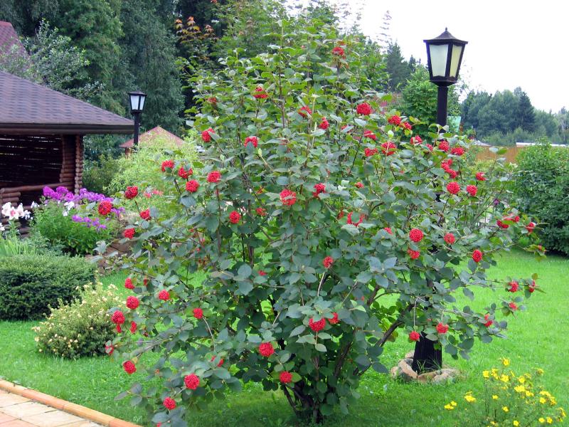 Bush of red viburnum in the landscape of a summer cottage