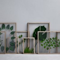 Leaves of plants in wooden frames