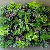 Composition vivante de plantes vertes