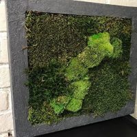 Volumetric picture of green moss