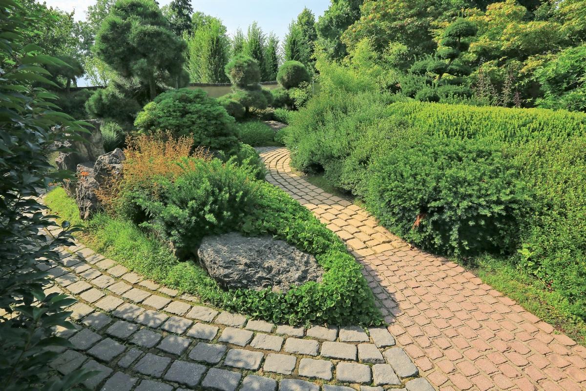 Shrubs along a path of cement pavers