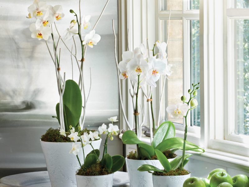 White orchids on the windowsill of the apartment