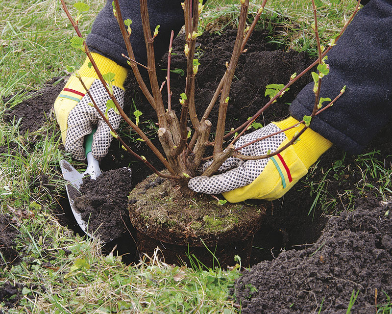 Planting a decorative shrub in the spring in a permanent place