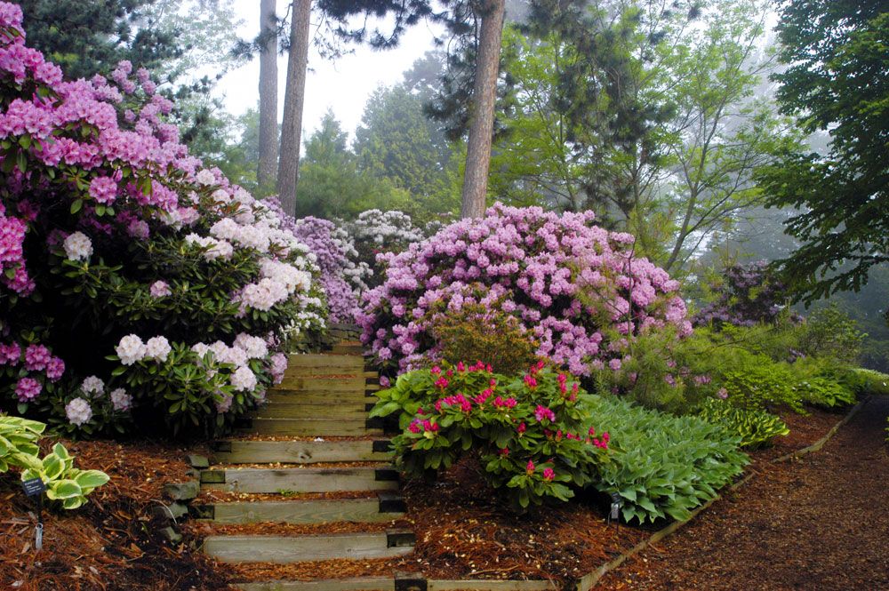 Blooming rhododendrons on the slope of the garden