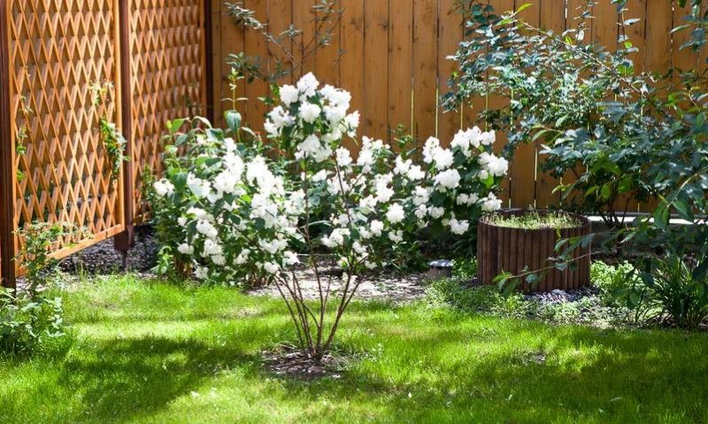 Young bush of garden jasmine next to a wooden fence