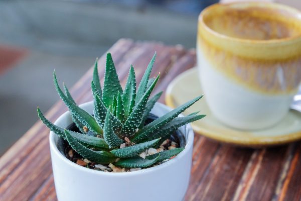 Aloe is an unpretentious, but at the same time atmospheric plant. It will fit into the interior of any kitchen