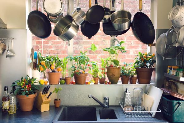 When choosing plants for the kitchen, many factors must be considered.